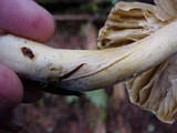 Tricholoma sejunctum image