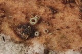 Dematioscypha dematiicola image