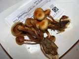 Kuehneromyces mutabilis image