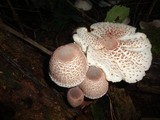 Leucoagaricus americanus image