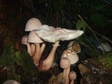 Leucoagaricus americanus image