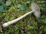 Amanita rhacopus image