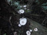Leucoagaricus americanus image