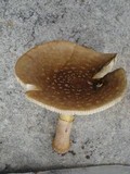 Amanita flavorubens image