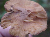Chroogomphus tomentosus image