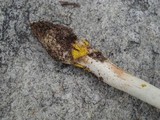 Amanita flavorubens image