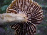 Chroogomphus tomentosus image