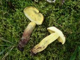 Baorangia bicolor image