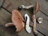 Boletus subcaerulescens image