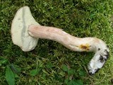 Boletus subcaerulescens image