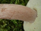 Boletus subcaerulescens image