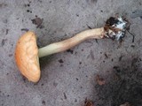 Boletus longicurvipes image