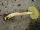 Boletus longicurvipes image