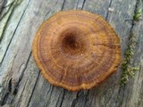 Coltricia cinnamomea image