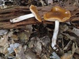 Cortinarius mucifluus image