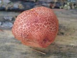 Cortinarius bolaris image