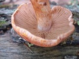Cortinarius bolaris image