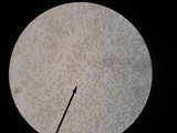 Inocybe suaveolens image