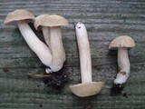 Boletus pallidus image