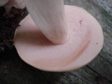 Boletus pallidus image