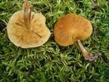 Gymnopilus sapineus image