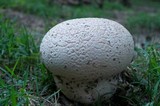 Calvatia cyathiformis image