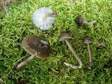 Gliophorus irrigatus image