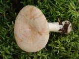 Lactarius chrysorrheus image