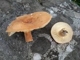 Lactifluus hygrophoroides image
