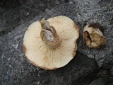 Lactarius luteolus image