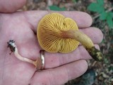 Phylloporus leucomycelinus image