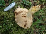 Retiboletus griseus image