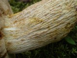 Retiboletus griseus image