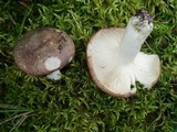 Russula variata image