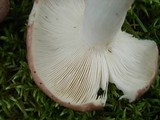 Russula variata image