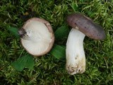 Russula variata image