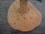 Suillus subaureus image