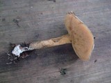 Suillus subaureus image