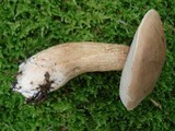 Tylopilus felleus image