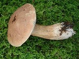 Tylopilus felleus image