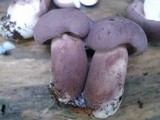 Tylopilus plumbeoviolaceus image