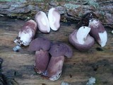 Tylopilus plumbeoviolaceus image
