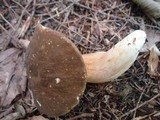 Xanthoconium affine image