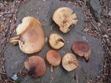 Callistosporium luteo-olivaceum image