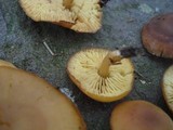 Callistosporium luteo-olivaceum image