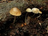 Mycena carmeliana image