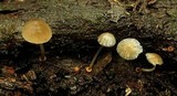 Mycena carmeliana image