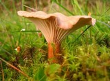 Clitocybe squamulosa image