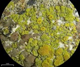 Candelariella vitellina image