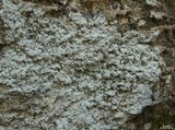 Rhymbocarpus neglectus image